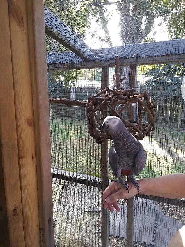 African Grey Parrots For Sale