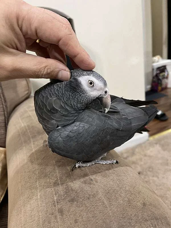 African Grey Parrots For Sale