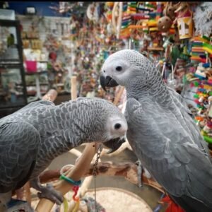 African Grey Parrots For Sale